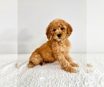 Small #4 Goldendoodle (Miniature)