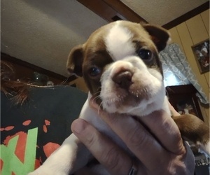 Boston Terrier Puppy for sale in PHENIX CITY, AL, USA