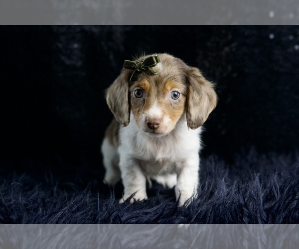 Medium Photo #18 Dachshund Puppy For Sale in WARSAW, IN, USA