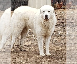 Father of the Great Pyrenees puppies born on 04/19/2021