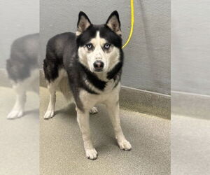 Siberian Husky-Unknown Mix Dogs for adoption in Las Vegas, NV, USA