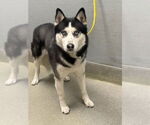 Small Siberian Husky Mix