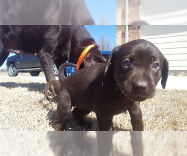 Medium Photo #8 Labrador Retriever Puppy For Sale in PARK CITY, KS, USA