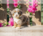 Puppy Heather Miniature Bernedoodle