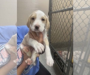 Labradoodle Dogs for adoption in SHERBURNE, NY, USA