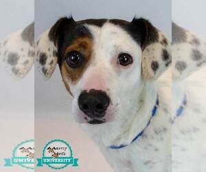Mutt Dogs for adoption in Kennesaw, GA, USA