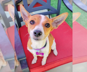 Rat-Cha Dogs for adoption in Corona, CA, USA