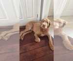 Small #4 Irish Wolfhound Mix