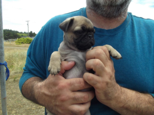 Pug Puppy for sale in COPALIS BEACH, WA, USA