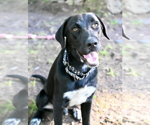 Labrador Retriever-Unknown Mix Dogs for adoption in Wakefield, RI, USA