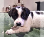 Small Border Collie Mix