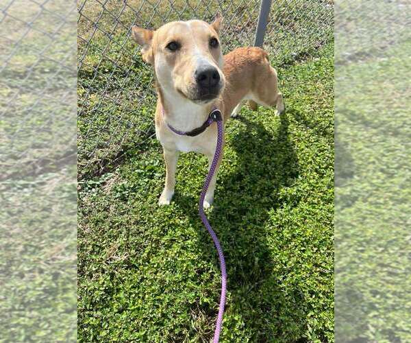 Medium Photo #2 Mutt Puppy For Sale in Abbeville, LA, USA