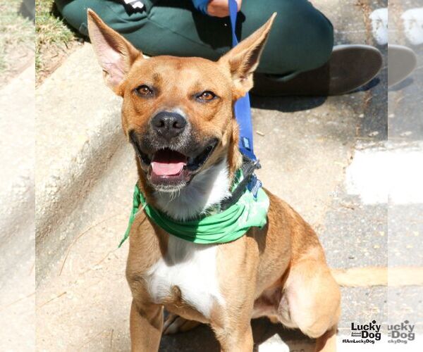 Medium Photo #6 Boxer-Unknown Mix Puppy For Sale in Washington, DC, USA