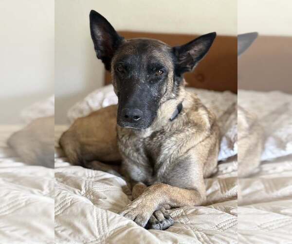 Medium Photo #10 Mutt Puppy For Sale in Imlay City, MI, USA