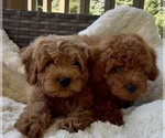 Small Photo #7 Goldendoodle (Miniature) Puppy For Sale in RANDOLPH, WI, USA