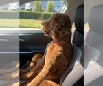 Small Photo #1 Goldendoodle Puppy For Sale in HUNTINGTON BEACH, CA, USA