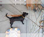 Small #4 Mutt