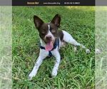 Small #1 Chihuahua Mix