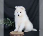 Small Photo #1 Samoyed Puppy For Sale in GORDONVILLE, PA, USA
