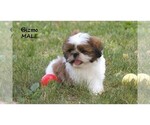 Small #30 Shih Tzu