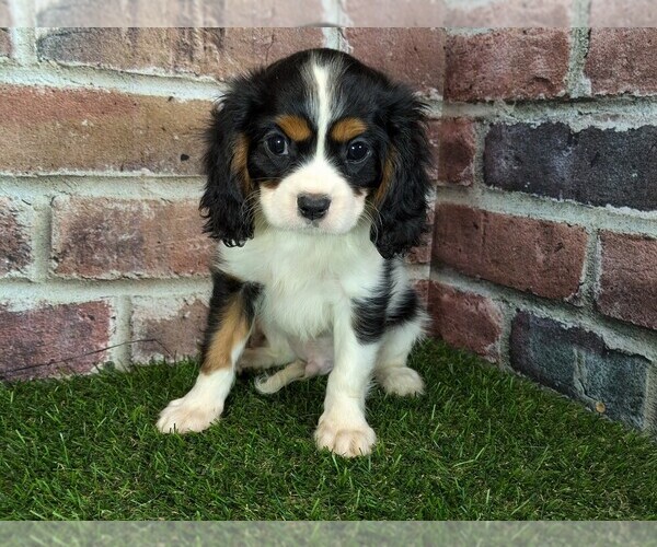 Medium Photo #10 Cavalier King Charles Spaniel Puppy For Sale in MOBERLY, MO, USA