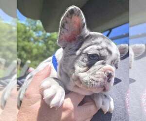 French Bulldog Puppy for sale in BOSTON, KY, USA