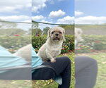 Small #6 Shih Tzu