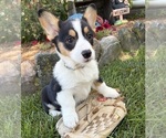 Small #2 Pembroke Welsh Corgi