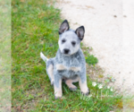 Small Photo #2 Australian Cattle Dog Puppy For Sale in LEAVENWORTH, IN, USA