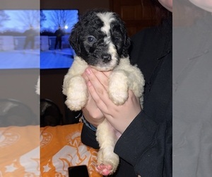 Bernedoodle Puppy for sale in DRESDEN, TN, USA