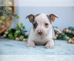 Small Photo #19 Chihuahua Puppy For Sale in FREDERICKTOWN, OH, USA