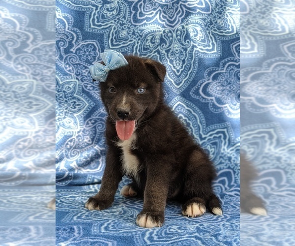 Medium Photo #5 Labrador Retriever-Sharberian Husky Mix Puppy For Sale in LINCOLN UNIV, PA, USA