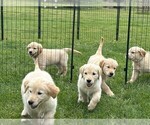 Small Golden Retriever