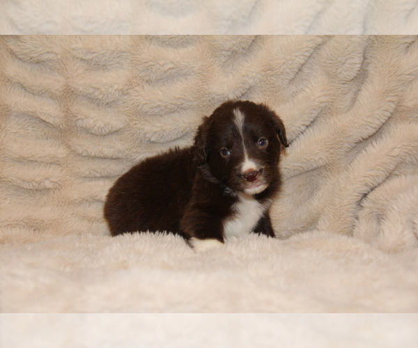 Medium Photo #2 Australian Shepherd Puppy For Sale in STEWART, MS, USA