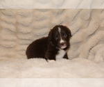 Small #1 Australian Shepherd