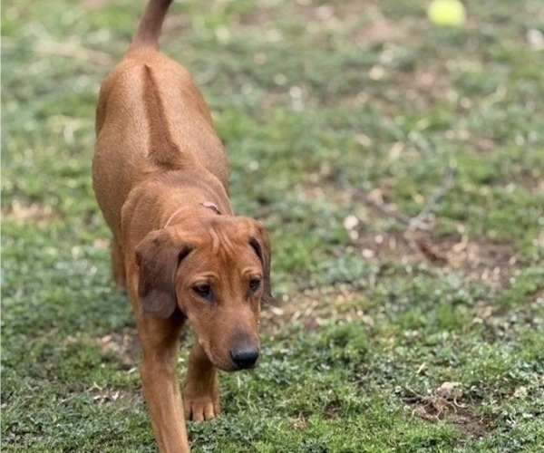 Medium Photo #12 Labrador Retriever-Rhodesian Ridgeback Mix Puppy For Sale in FRESNO, CA, USA