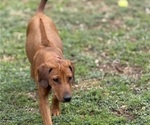 Small #11 Labrador Retriever-Rhodesian Ridgeback Mix