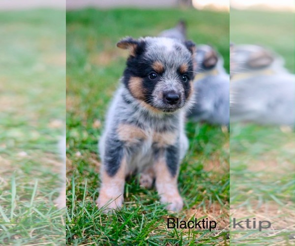Medium Photo #1 Mutt Puppy For Sale in Duluth, MN, USA