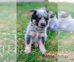 Small Mutt