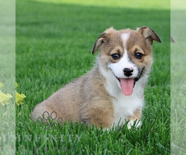 Medium Photo #3 Pembroke Welsh Corgi Puppy For Sale in PALMYRA, PA, USA