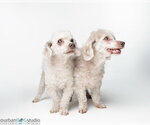 Small Pekingese Mix
