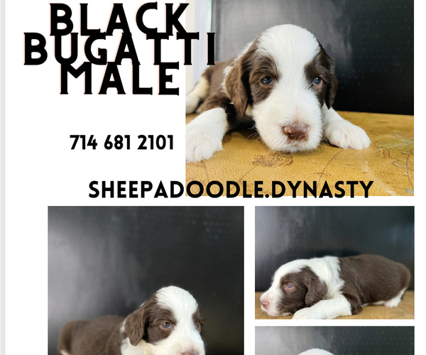 Medium Photo #9 Sheepadoodle Puppy For Sale in HUNTINGTON BEACH, CA, USA
