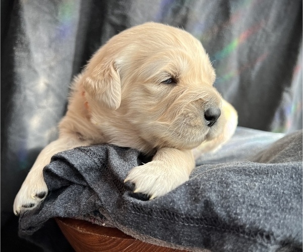 Medium Photo #2 Golden Retriever Puppy For Sale in ALPENA, MI, USA