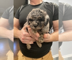 Aussiedoodle Miniature Puppy for sale in FRIENDSHIP, NC, USA