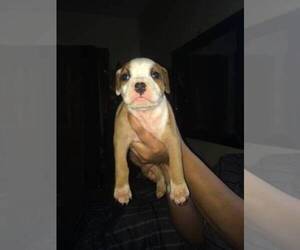 American Pit Bull Terrier Puppy for sale in ROCHESTER, NY, USA