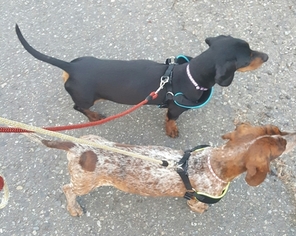 Dachshund Dogs for adoption in WOODINVILLE, WA, USA