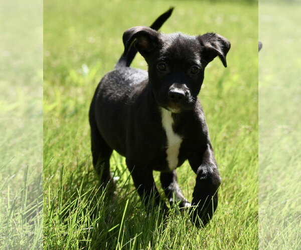 Medium Photo #1 Shepweiller Puppy For Sale in Mechanicsburg, PA, USA