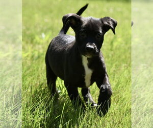 Shepweiller Dogs for adoption in Mechanicsburg, PA, USA