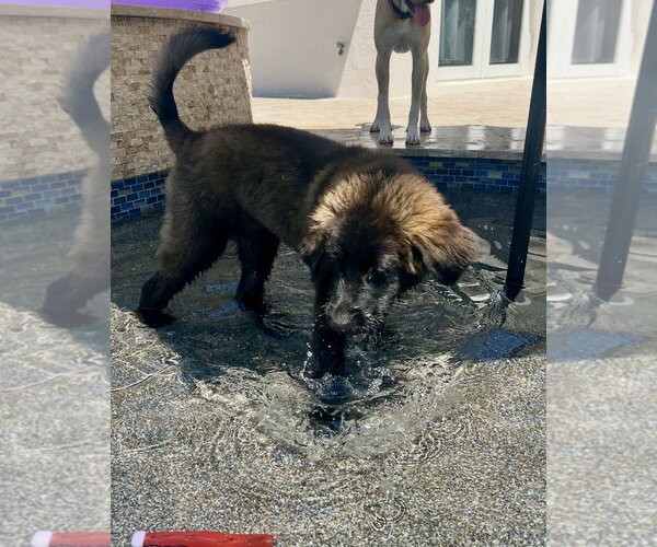 Medium Photo #7 Retriever -Unknown Mix Puppy For Sale in Royal Palm Beach, FL, USA