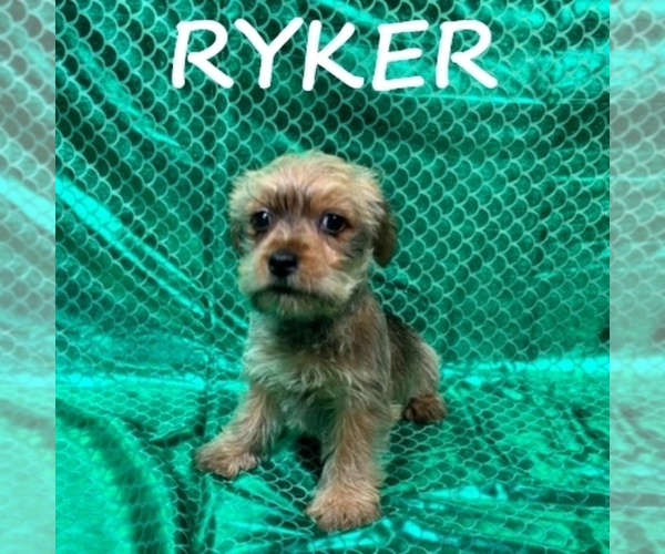 Medium Photo #2 Snorkie Puppy For Sale in HARTLAND, MN, USA